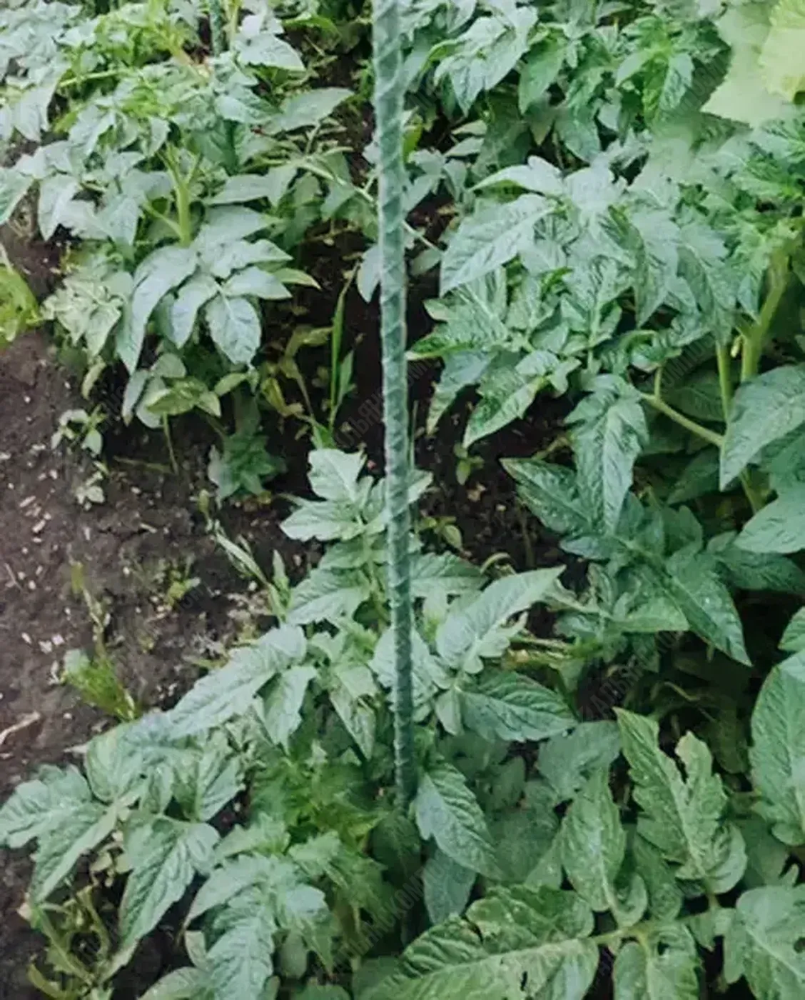 Колышки садовые для подвязки растений 1,5 м